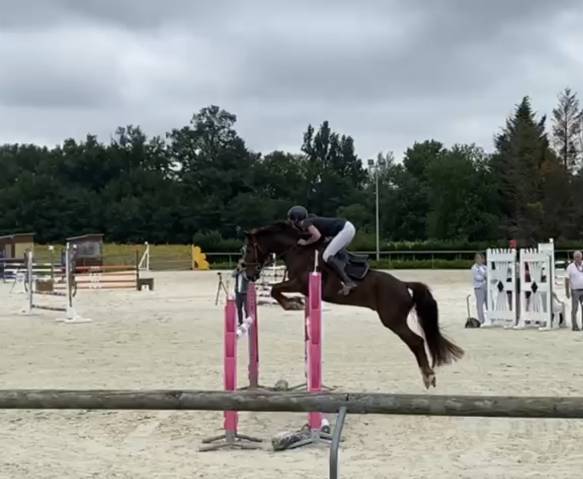 A vendre poney d pfs