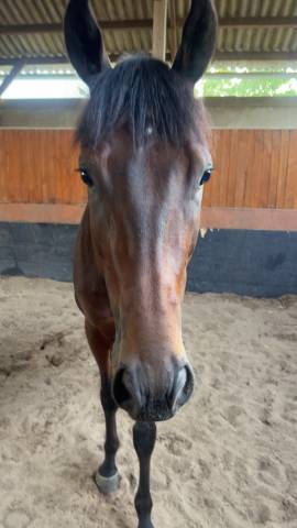 Victory garden - tres gentil jeune cheval