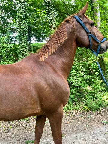 Dp demie pension tf de 13 ans (95)