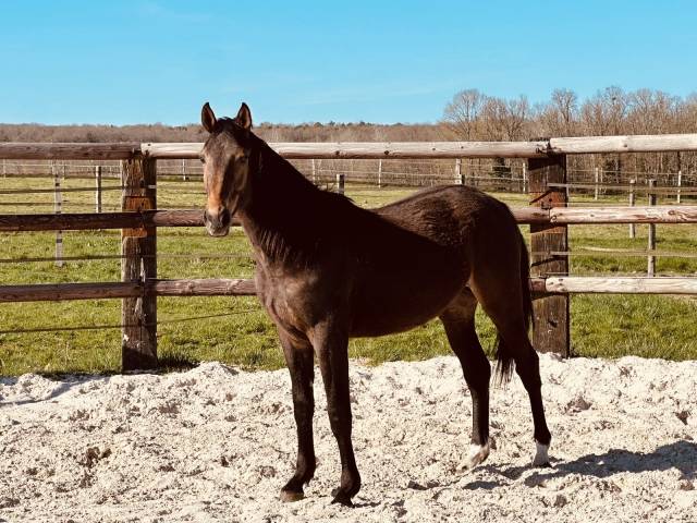 à vendre - jeune cheval selle français 2 ans 
