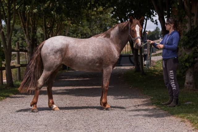 Ponette de 2 ans souche europe