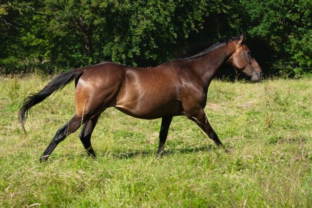 Cheval sport loisir