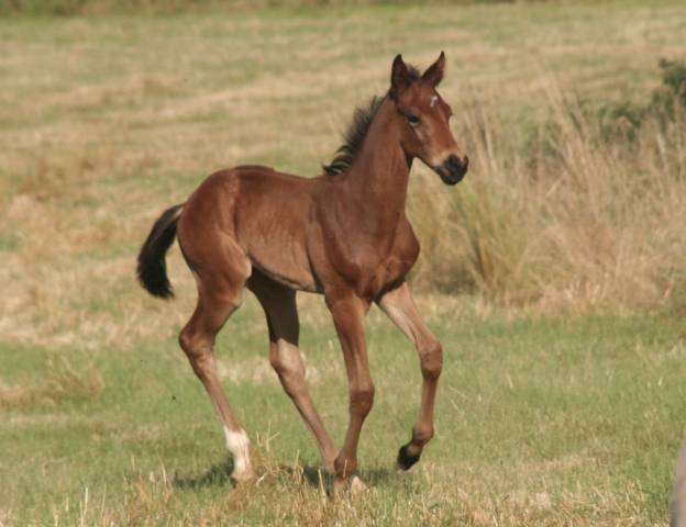 Poulain bai dressage