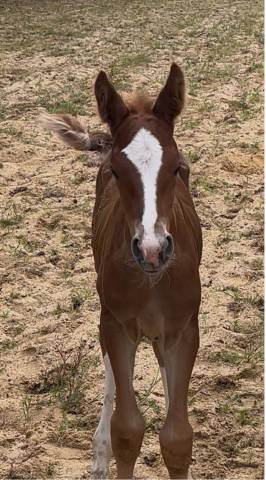 Une future star du cce ou du dressage!