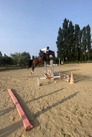 Jument de sport 6 ans