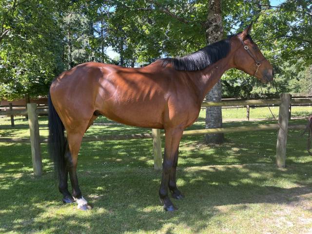 Super cheval polyvalent