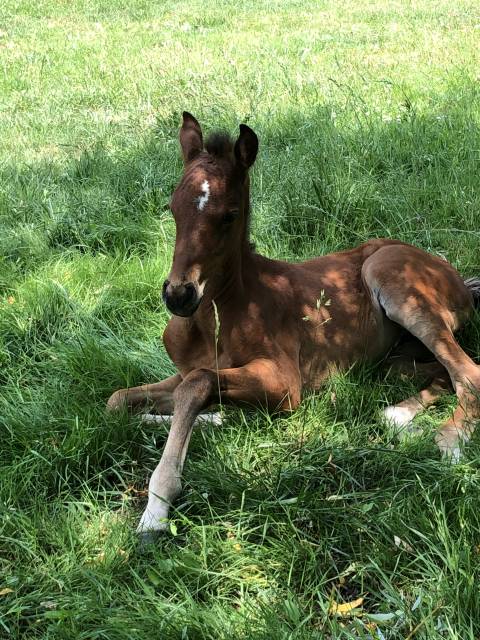 2 foals a réserver. top origines 