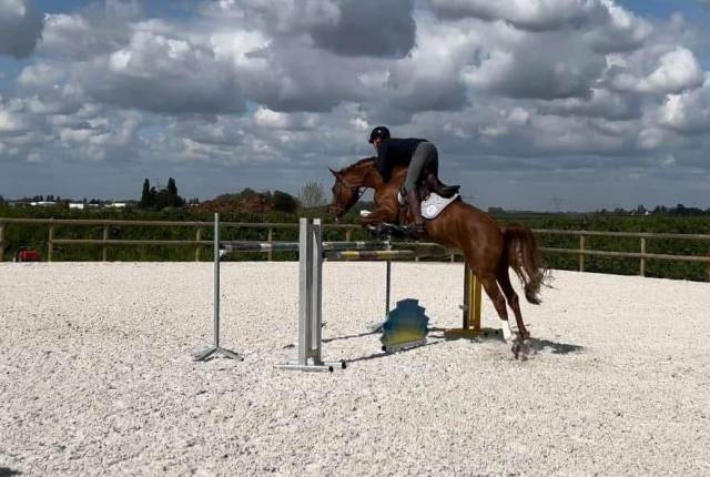 Jument sf - 8 ans - andiamo de semilly 