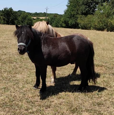 Poney shetland
