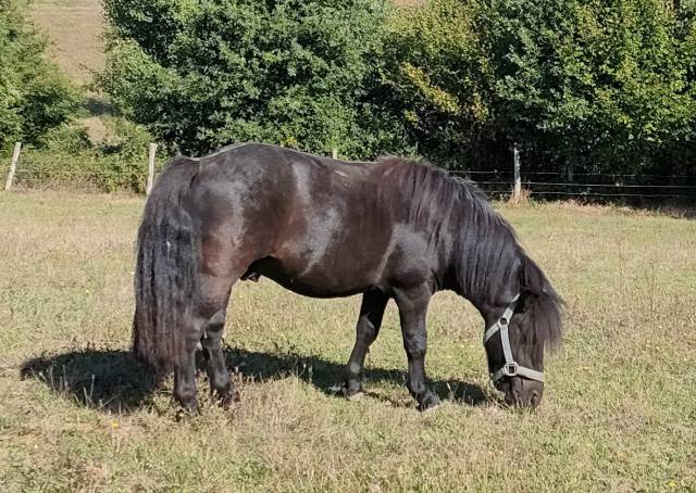 Poney shetland