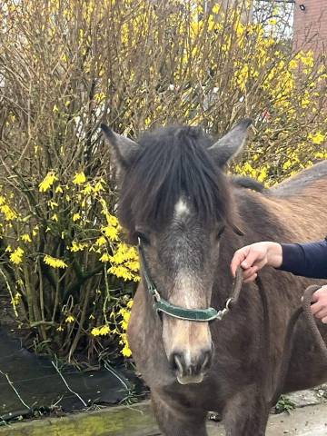 Pouliche 75% camargue 