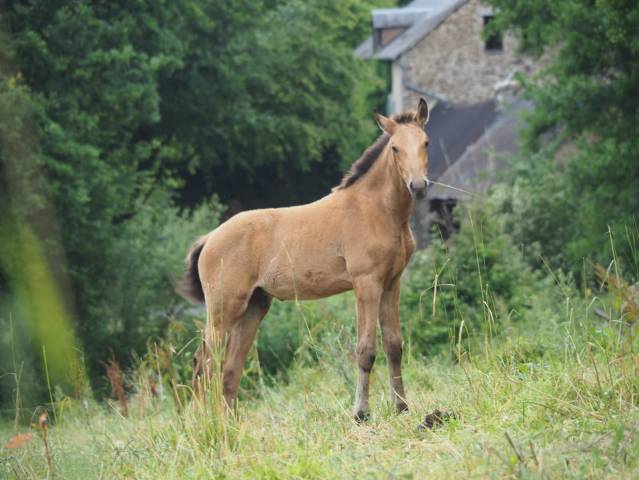 Poulain psl pp taille exceptionnelle top genetique