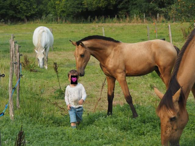 Poulain psl pp taille exceptionnelle top genetique