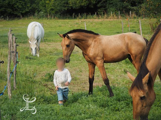 Poulain psl pp taille exceptionnelle top genetique