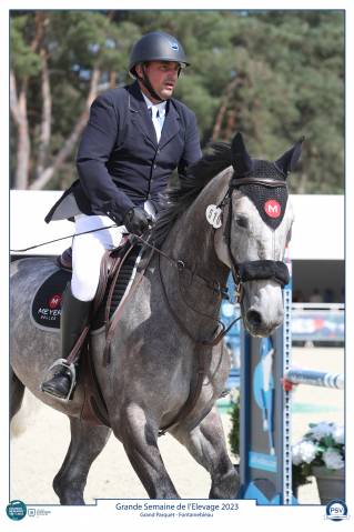 à vendre hongre gris 8 ans idéal amateur