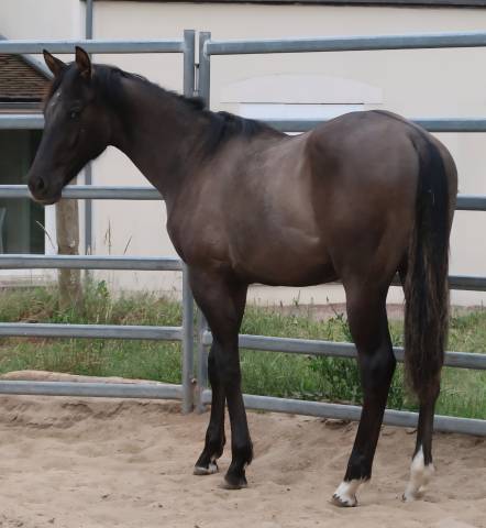 Grand poulain paint horse pp grullo