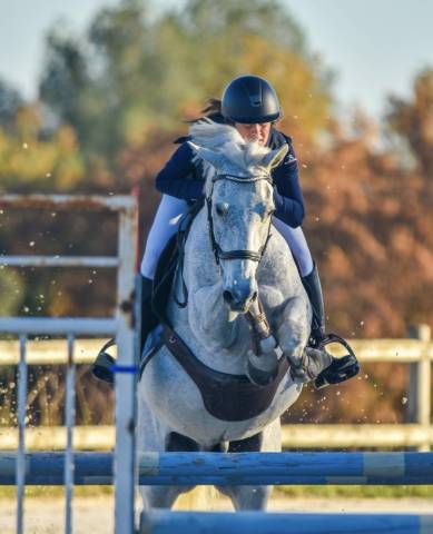 Poney de sport à louer