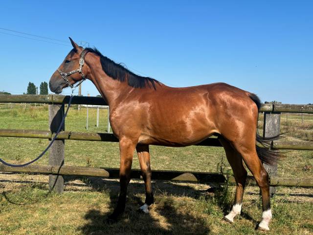 Cheval de 3 ans par andiamo de semilly 
