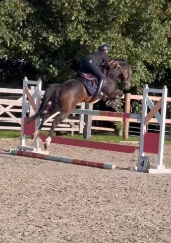 à vendre — ponette d d’exception pour le sport 