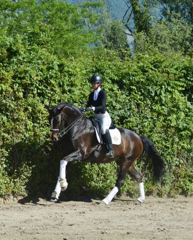 Magnifique hanovrienne 11 ans