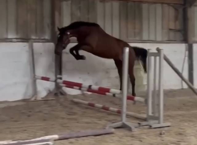 2 juments de 4ans cso