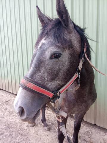 Anglo arabe jument 2 ans