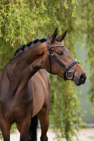 Jument sbs cheval de sport belge a vendre 2020 brun
