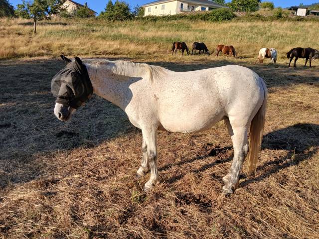 Jument onc typée camargue 1m40 7 ans