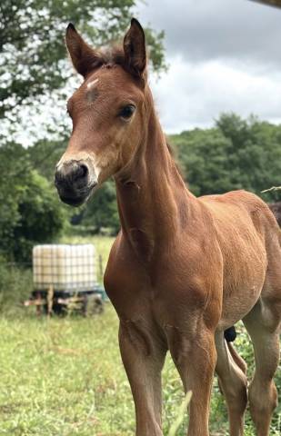 Poulain de l’année (cornet’s prinz x baloubet diamant) 