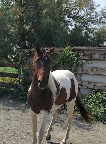 Cheval paint horse