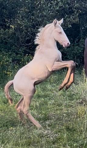 Poulain crème lusitanien née oc