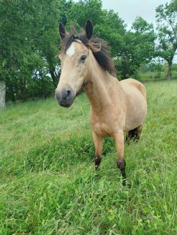 Ponette 6 ans oncp facile pour loisir 