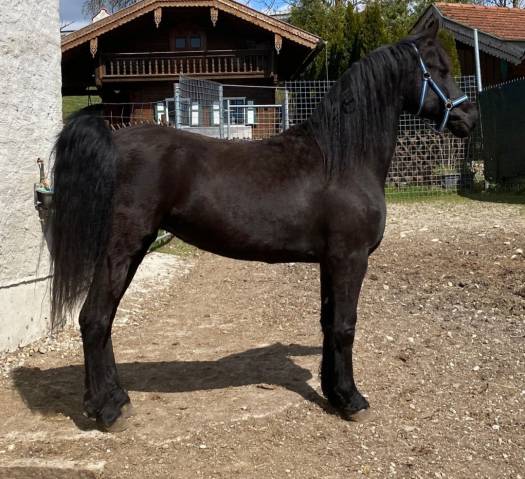 à vendre : gelina, jument arabo-frisonne de 7 ans