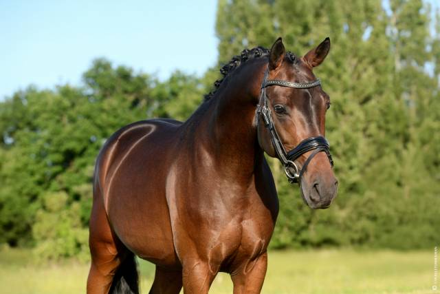 Le champion de france des 4 ans dressage !