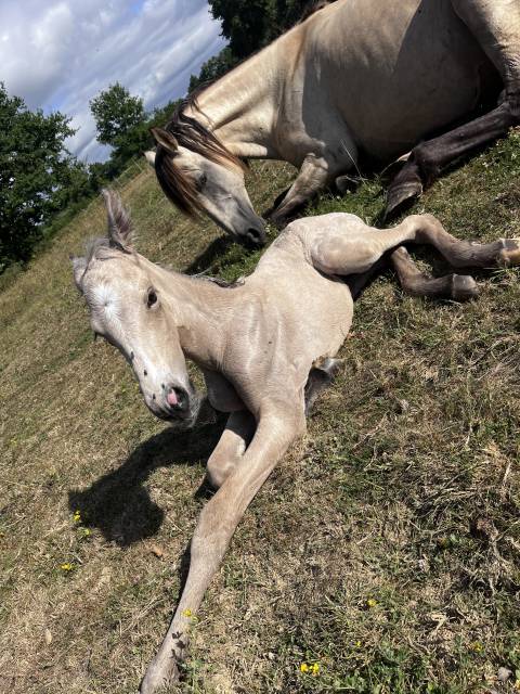 Magnifique pouliche isabelle 