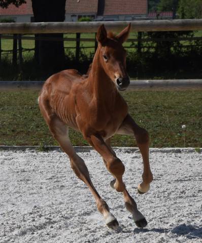 Magnifique poulain d'avenir pour le cso