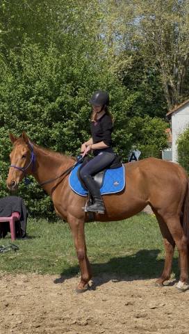 Pur-sang - jument, 6 ans 
