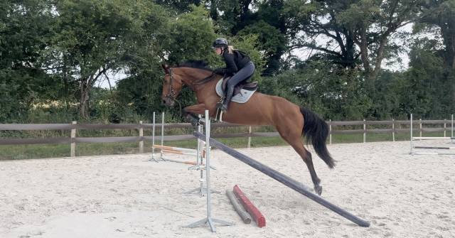Jument sf - 4 ans - 165cm 