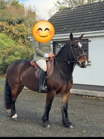 Top poney