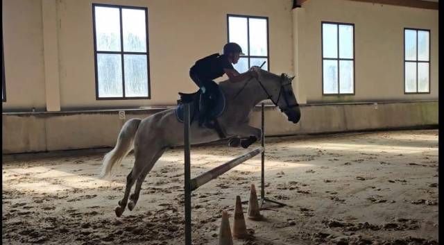 Connemara 140 cm 14 ans assurance vie