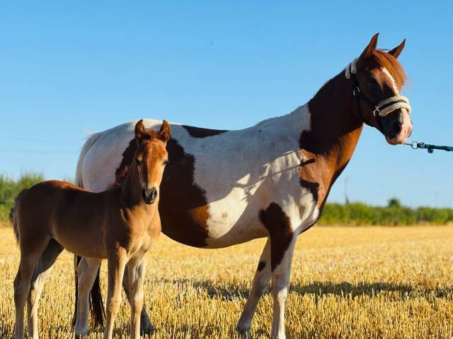 Ponette poulinière pie de 6 ans suite de sa pouliche 