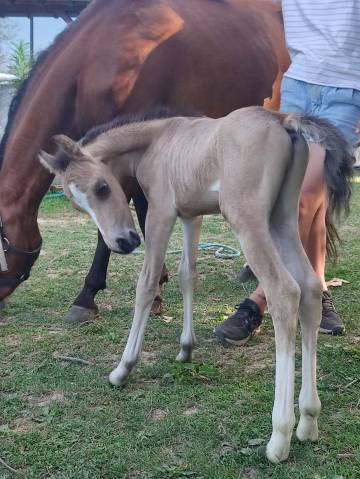 Poulain welsh pony isabelle 
