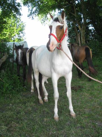 Paint horse