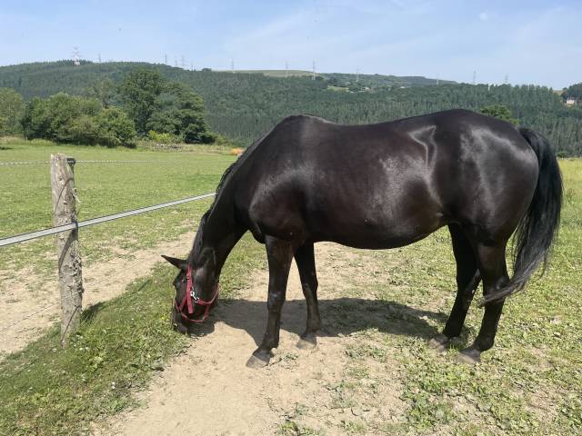 Jument baie foncée - origine dressage