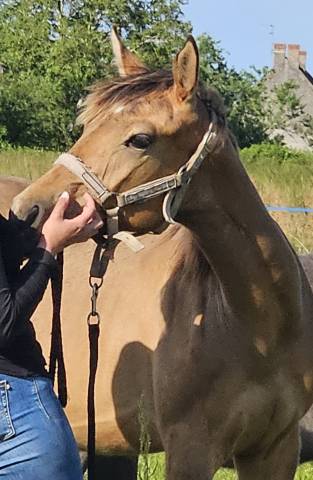 Pouliche isabelle sf par eldorado van de rib