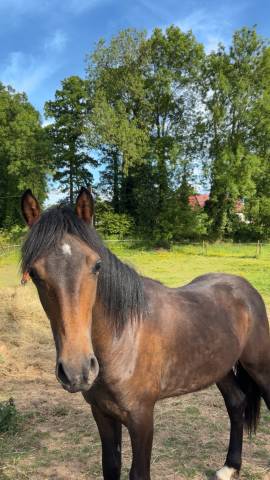 Poulain à vendre