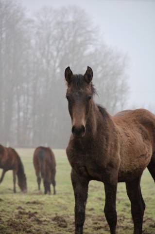 Mâle par toèmme de regor z (chacco blue) x canturo 
