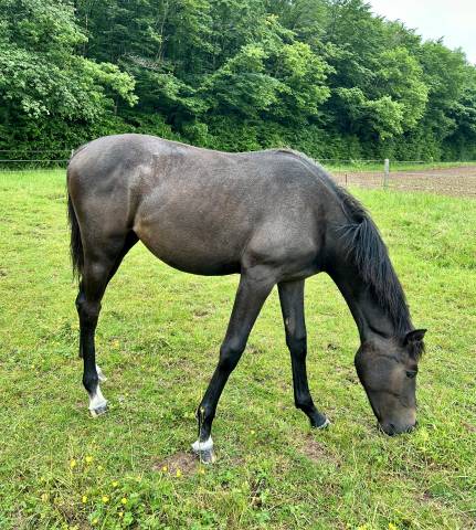 Pouliche par hotshot cdl (cicero z) x balou du rouet 