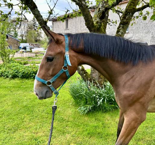 Jument qlassic bois margot x dollar du murier 