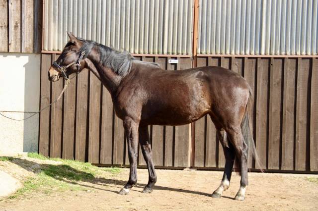 Jument el barone 111 z x balou du rouet